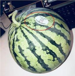 网红在线吃瓜,揭秘娱乐圈幕后真相