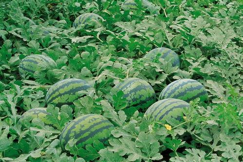 网红吃瓜群资源群,揭秘娱乐圈幕后资源交流圈